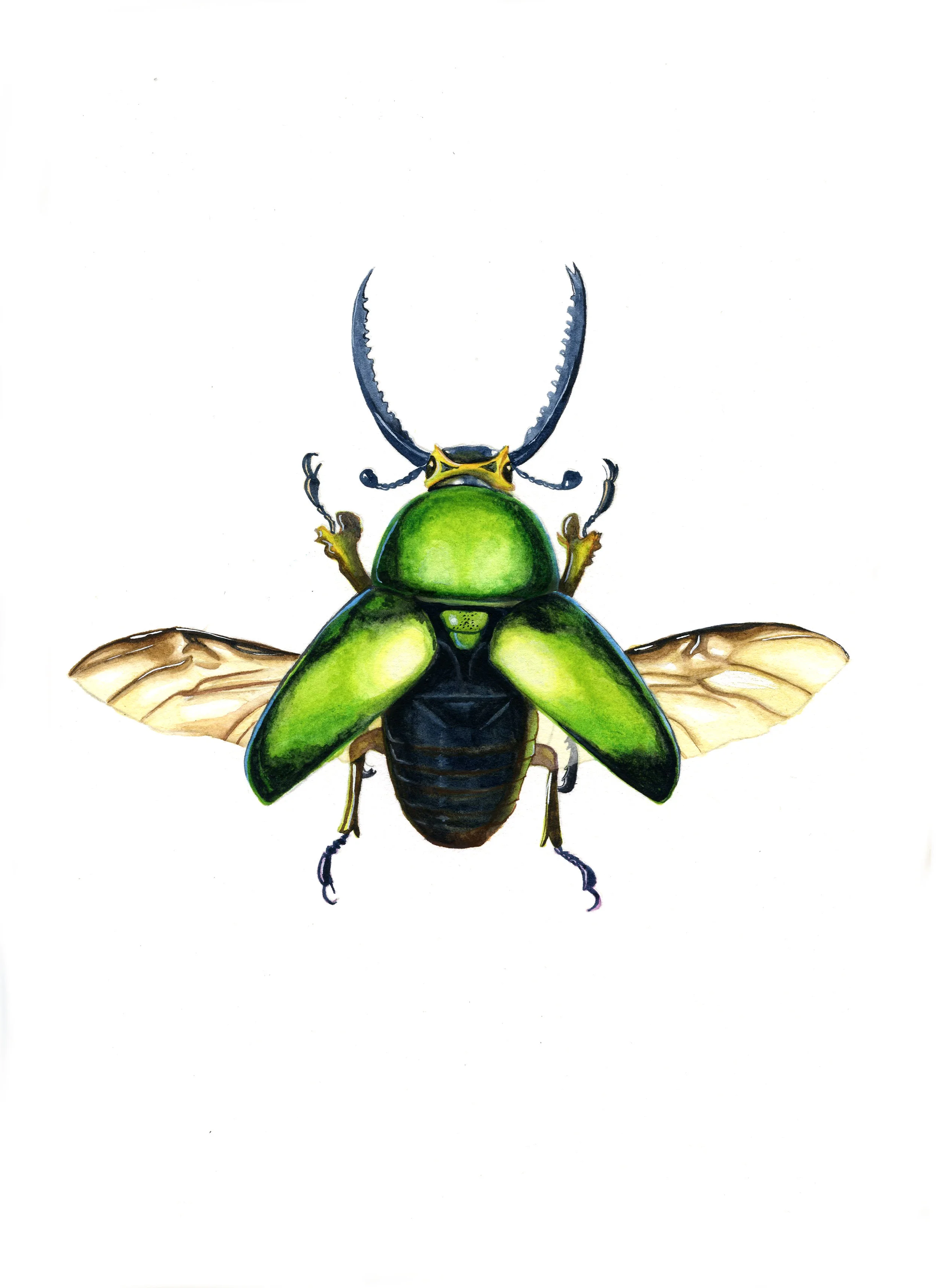 The Beetles