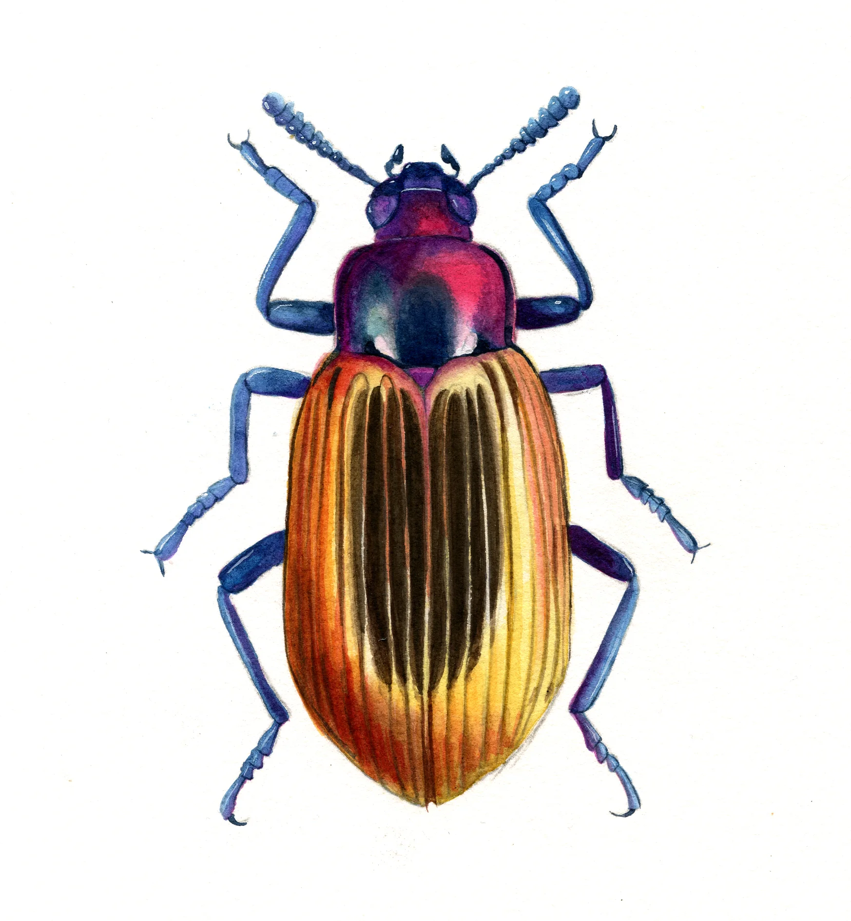 The Beetles