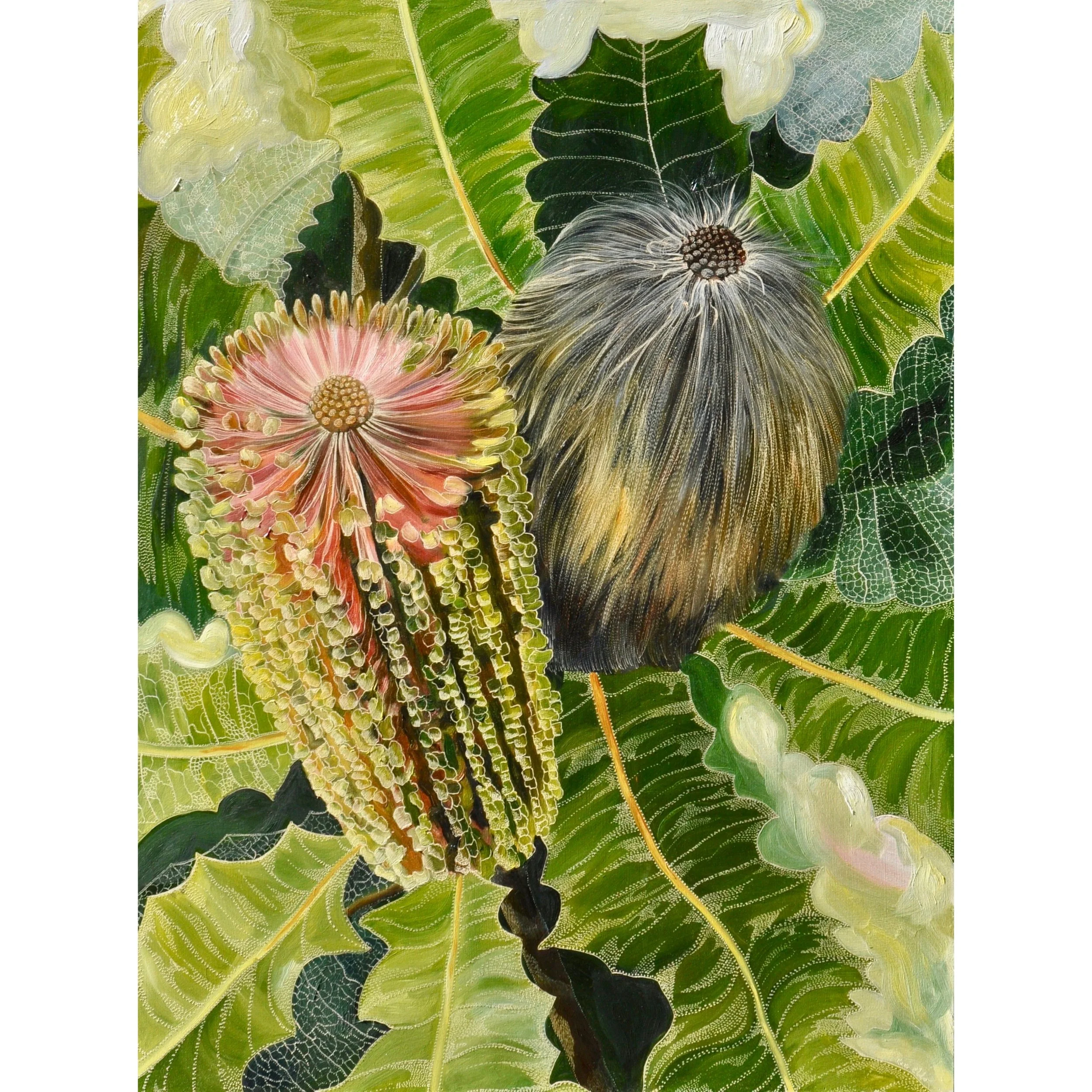 Homage to Banksia Robur