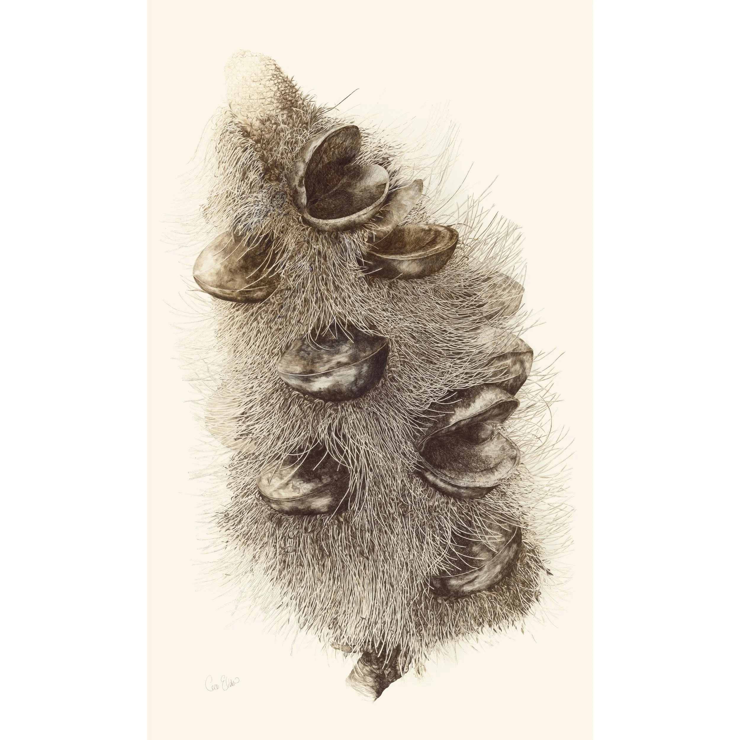 In Reverence of Old Man Banksia