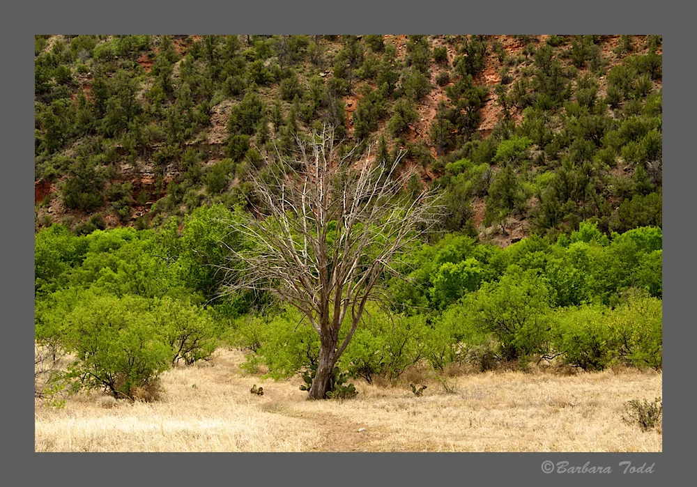 BT West Clear Creek 5.jpg