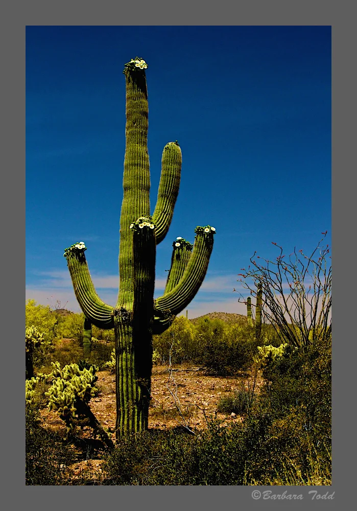 BT Wickenburg 15.jpg