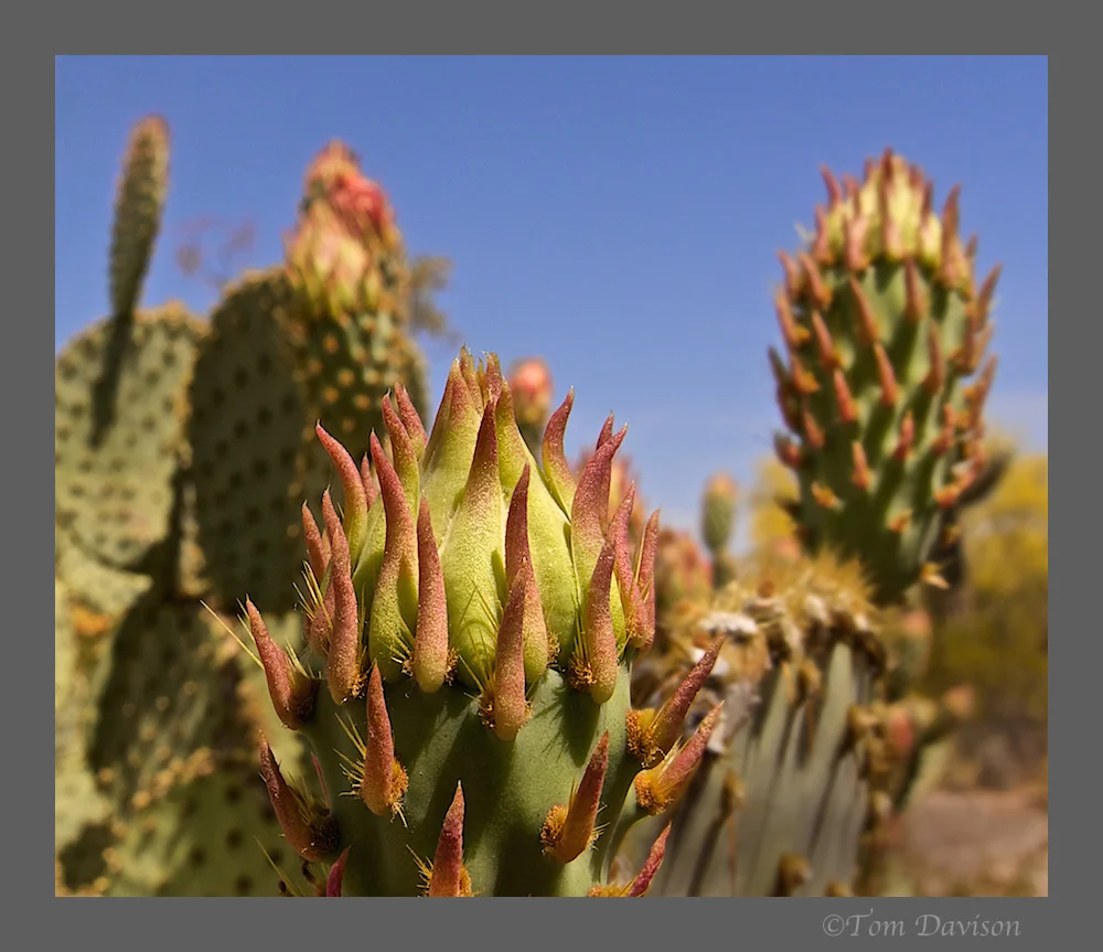 TD Wickenburg 2.jpg