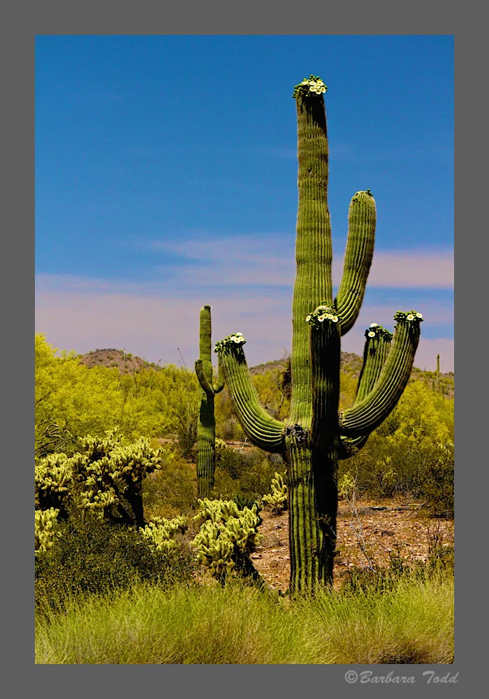 BT Wickenburg 17.jpg