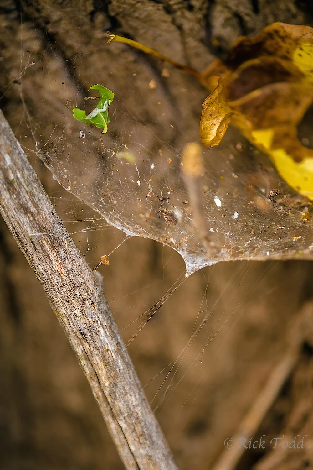 Such macro photography reminds us that the world is bigger than we might imagine.