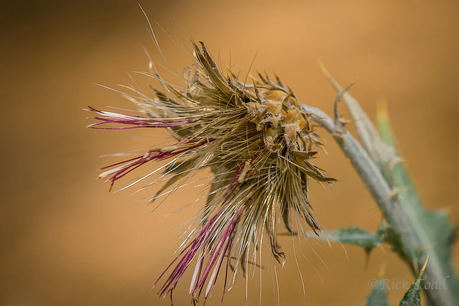Rick is killing me with his 180mm Tamron micro . . . I love this image!!