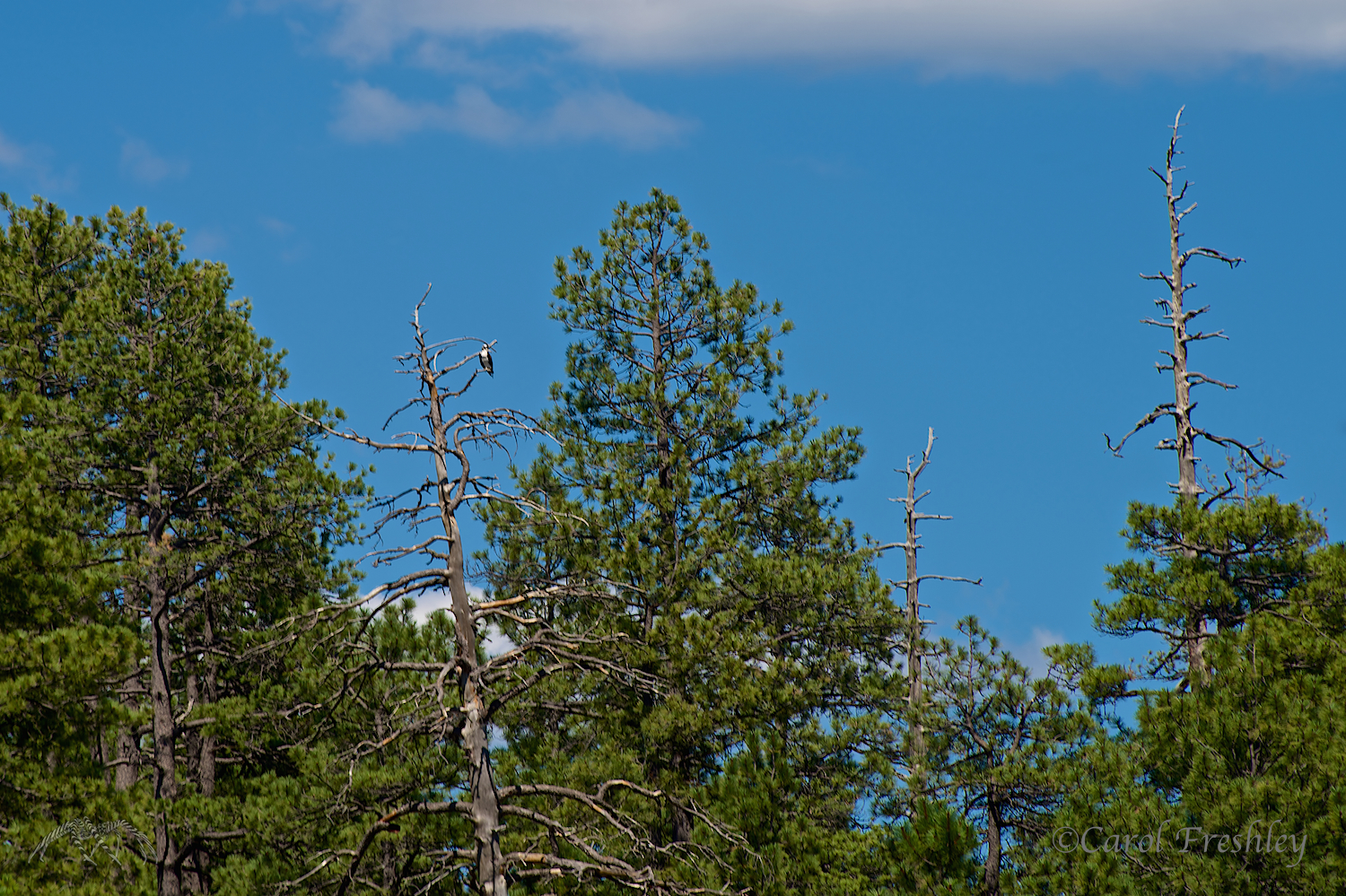 Rick is giving you a clue of the trees that these fishing birds and the eagles like to sit in.
