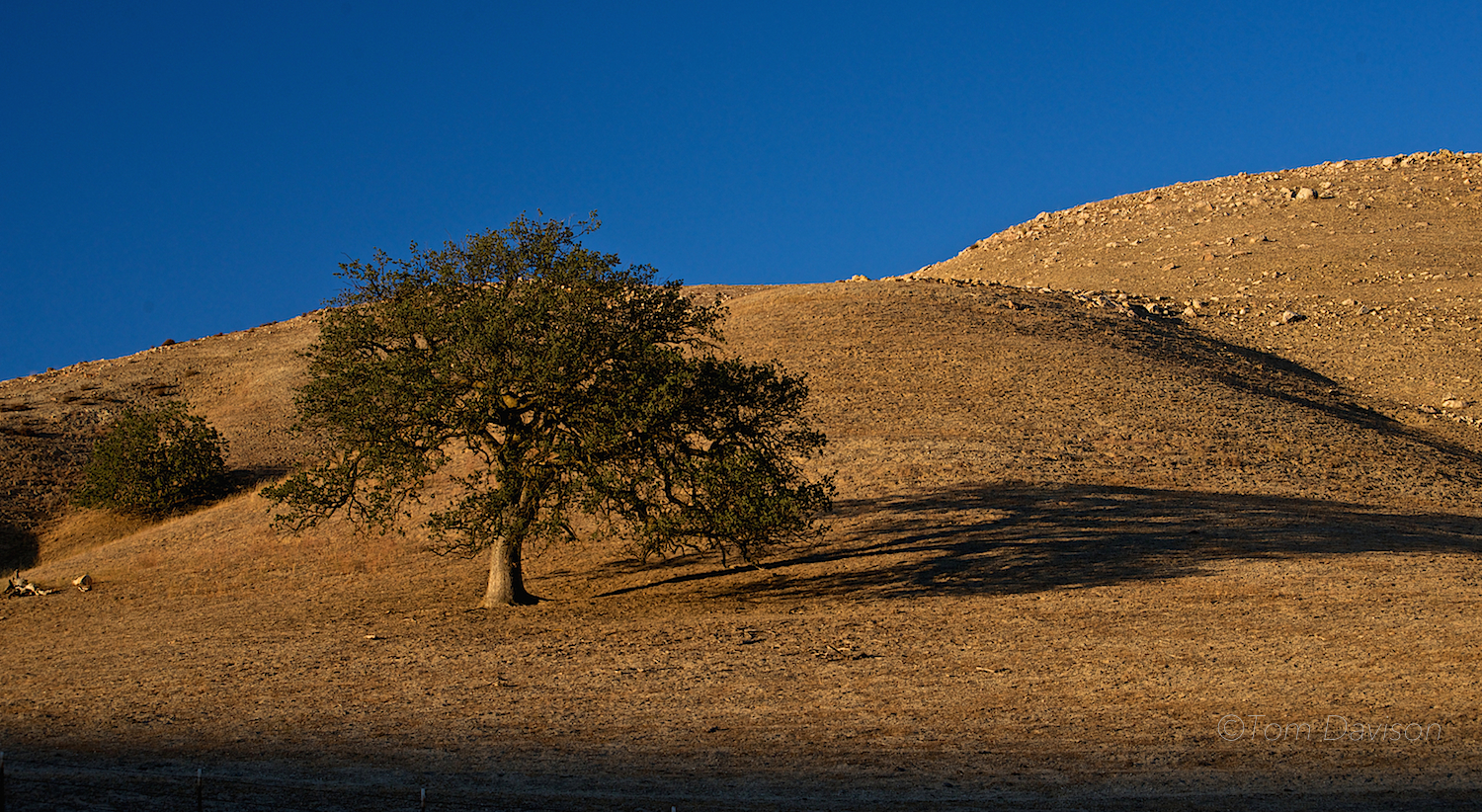 One of Tom's signature compositions. Lonely tree, shadow, Golden Hour light. . . 