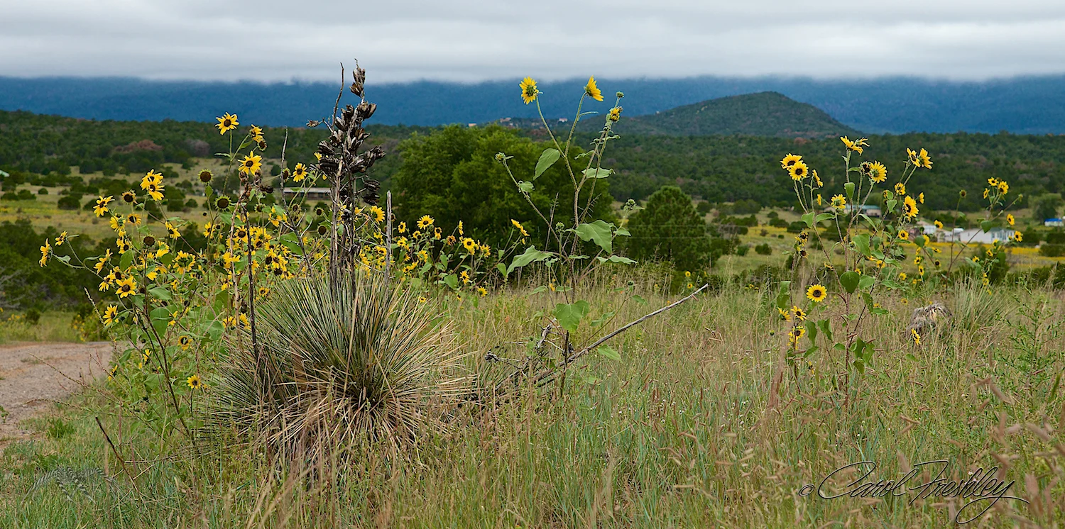 Clouds hung low on the Sandia's backside. 