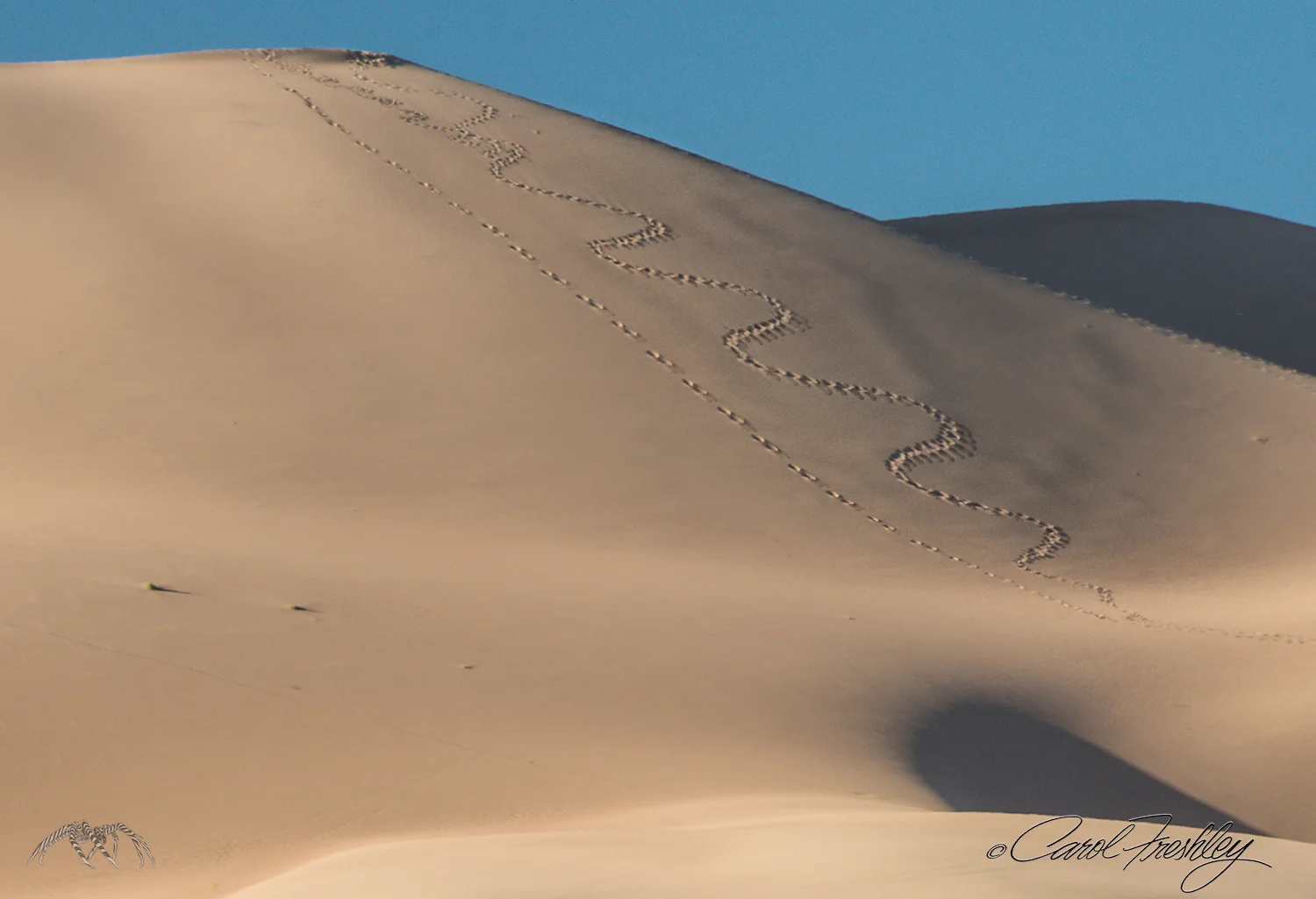 Two ways to climb a sand dune! Or, maybe that is one way up and another down! 