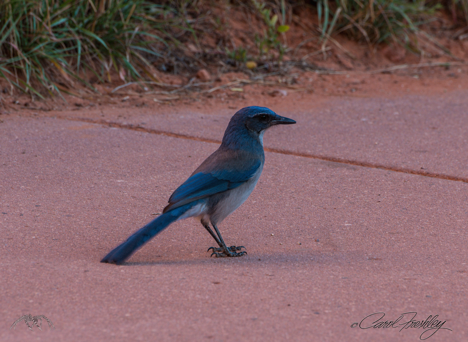 I took so many photos of this bird flitting about . . . and got just one worth posting!! 