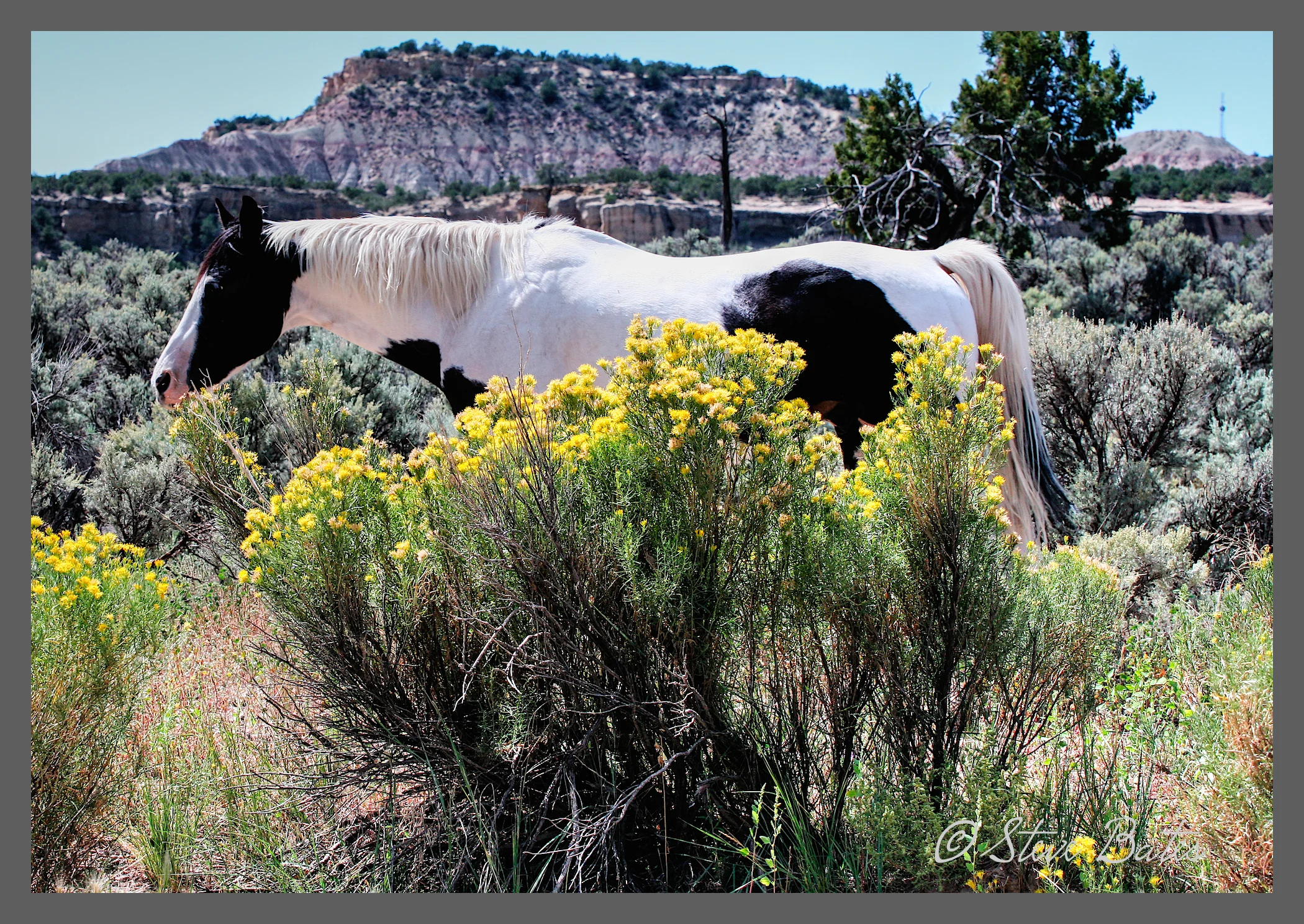 Steve skunked us on the horse. To get yellow flowers as well . . . just lucky!