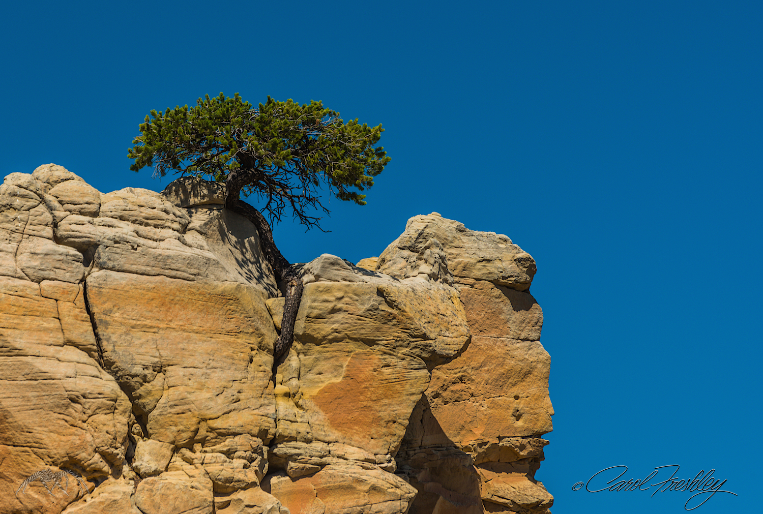 Now that is a root indeed. A little bonsai shaped tree, small . . . but that root is a hoot!