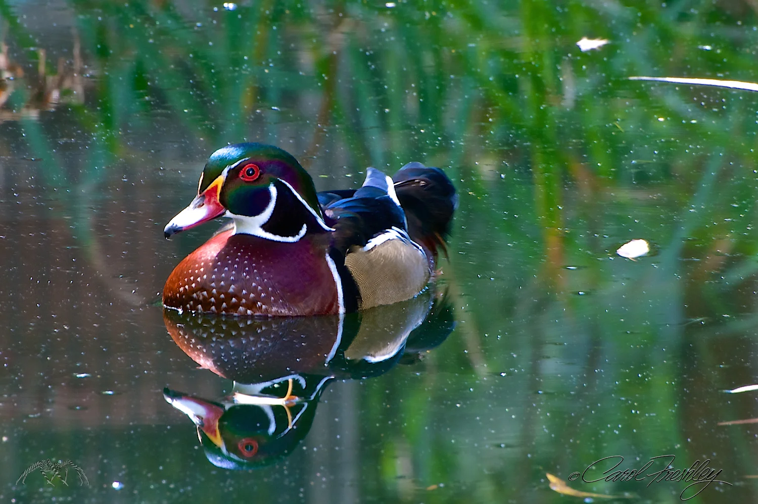 There were two male wood ducks and three females. The females were up in the low branches of a tree overhanging the pond. The males were guarding the pass, so to speak! The females were so well hidden that not a single photo turned out well. Now that I know they are there . . . a quick check next time I go.