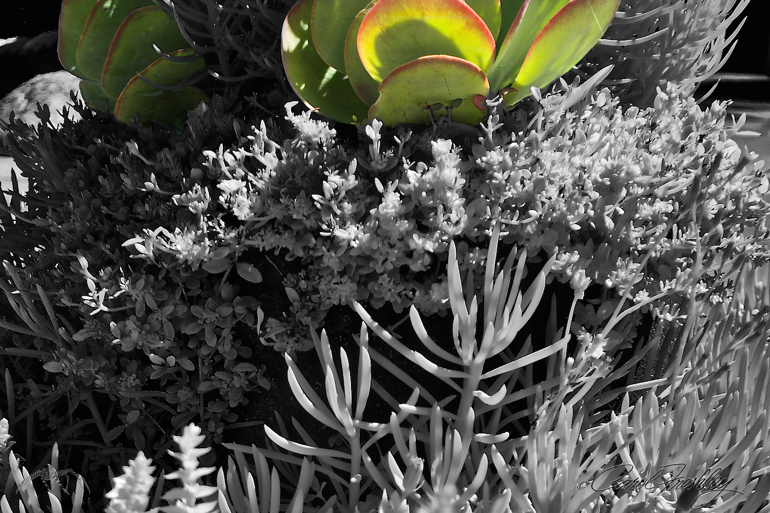 Just had to! Used layers in Photoshop to erase top infrared photo to reveal the color photo underneath. Somebody has to do the Photoshop when Tom is gone. LOL