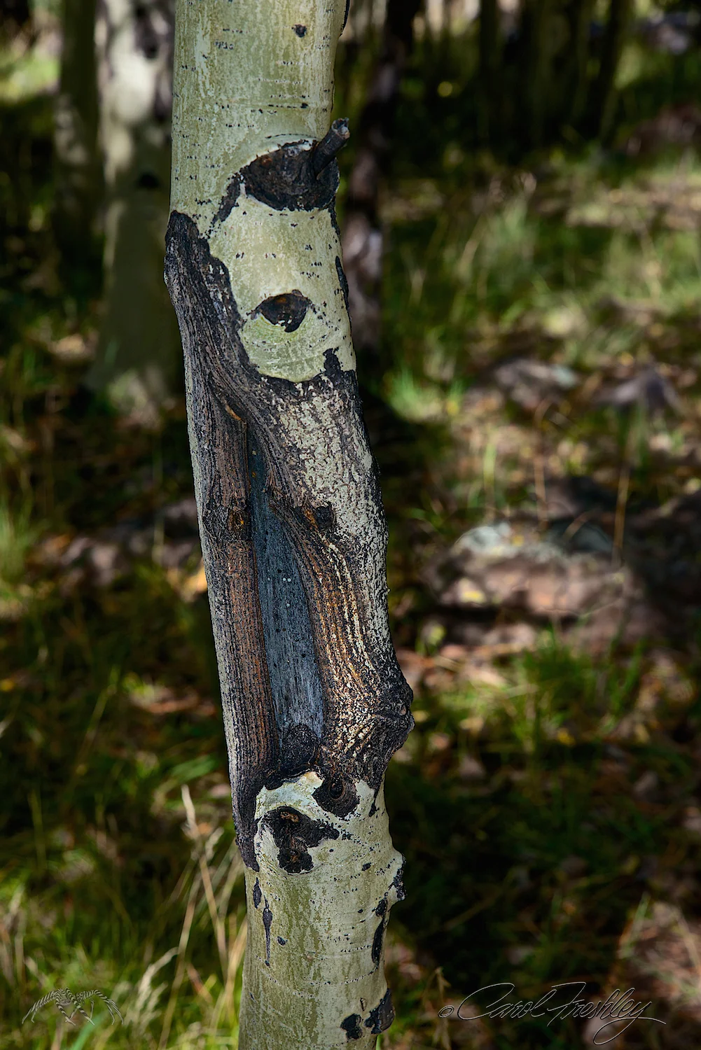 So Aspens are blue blooded?
