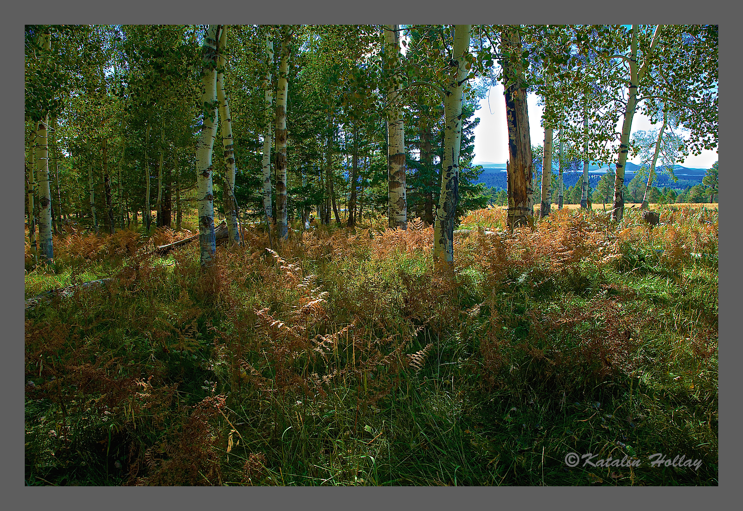 Moody look. The ferns have turned a golden copper color.
