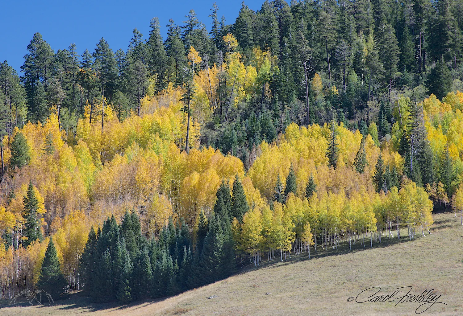 Just like David described, aspens around broad meadows!