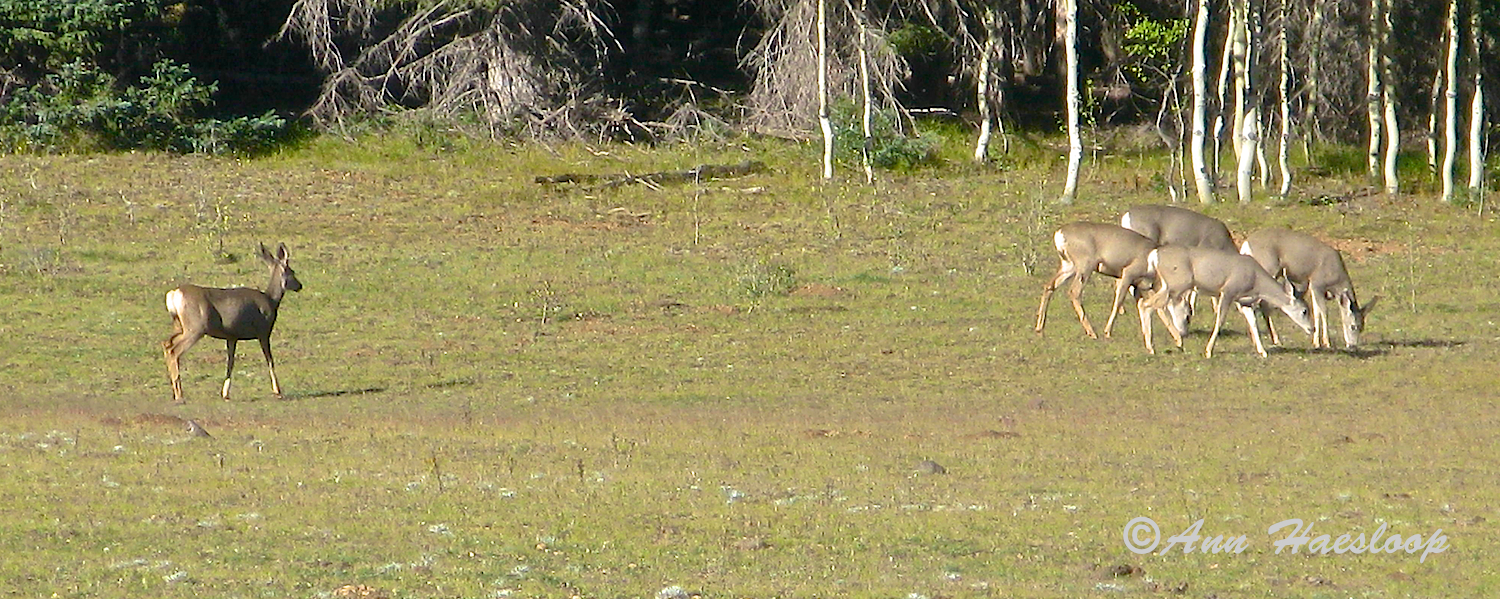 Along the tree line we saw two separate groups of deer. 
