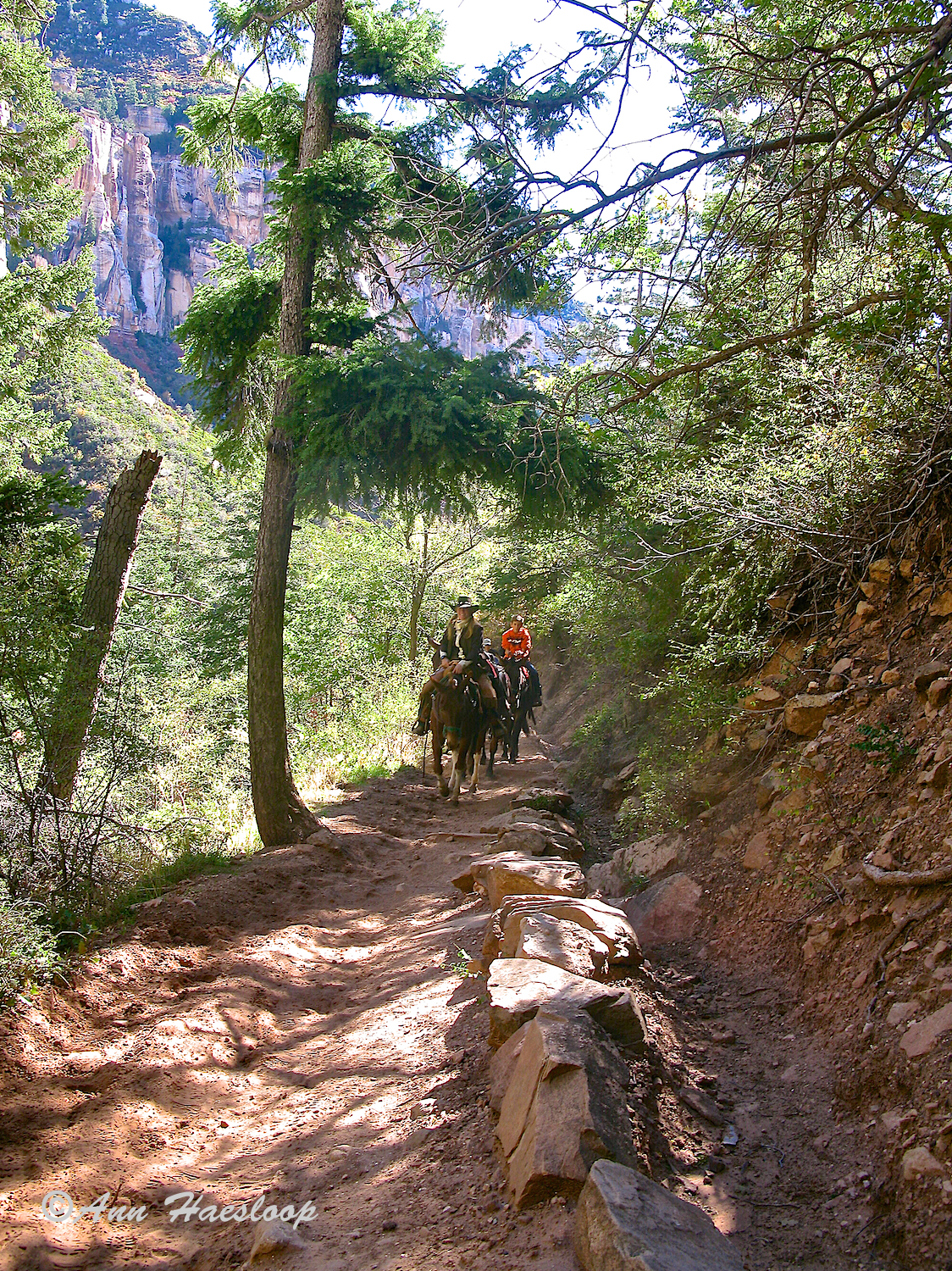 All animals have the right of way, in either direction.