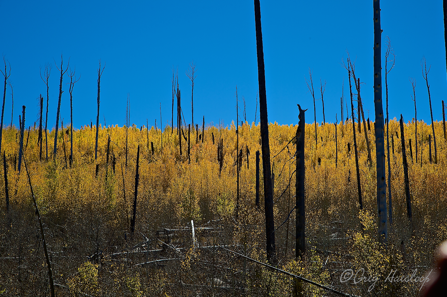 New growth in an old burned out area. 