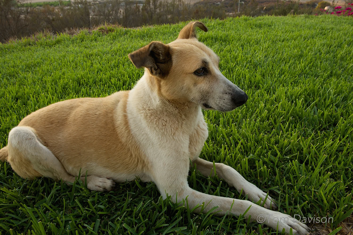 Every villa has a dog, or two or three. This is the one my mom would love. Just look at his majesty as he carefully looks out of the corner of his eye at Tom. He has full run of the villa, inside and out.