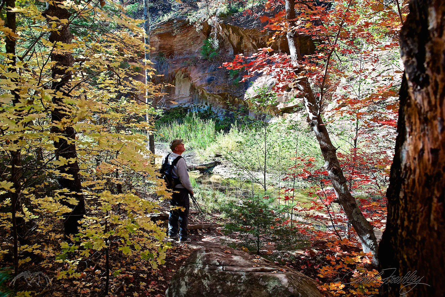 Sometimes you just have to stop and listen to the leaves falling.