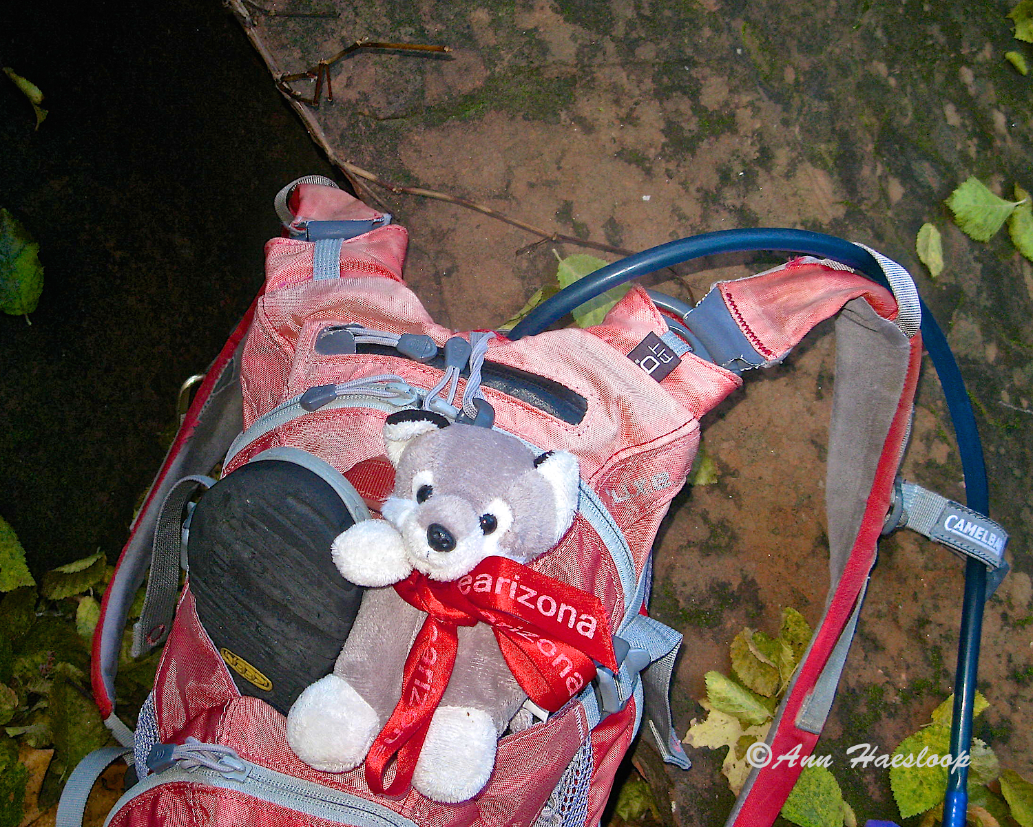 Meet Lefty. He goes with Ann on all of her hikes. He probably gets to bike with her as well! If he keeps showing up on our photo trips we are going to adopt him as our mascot. (He is called Lefty because he is missing his left arm).