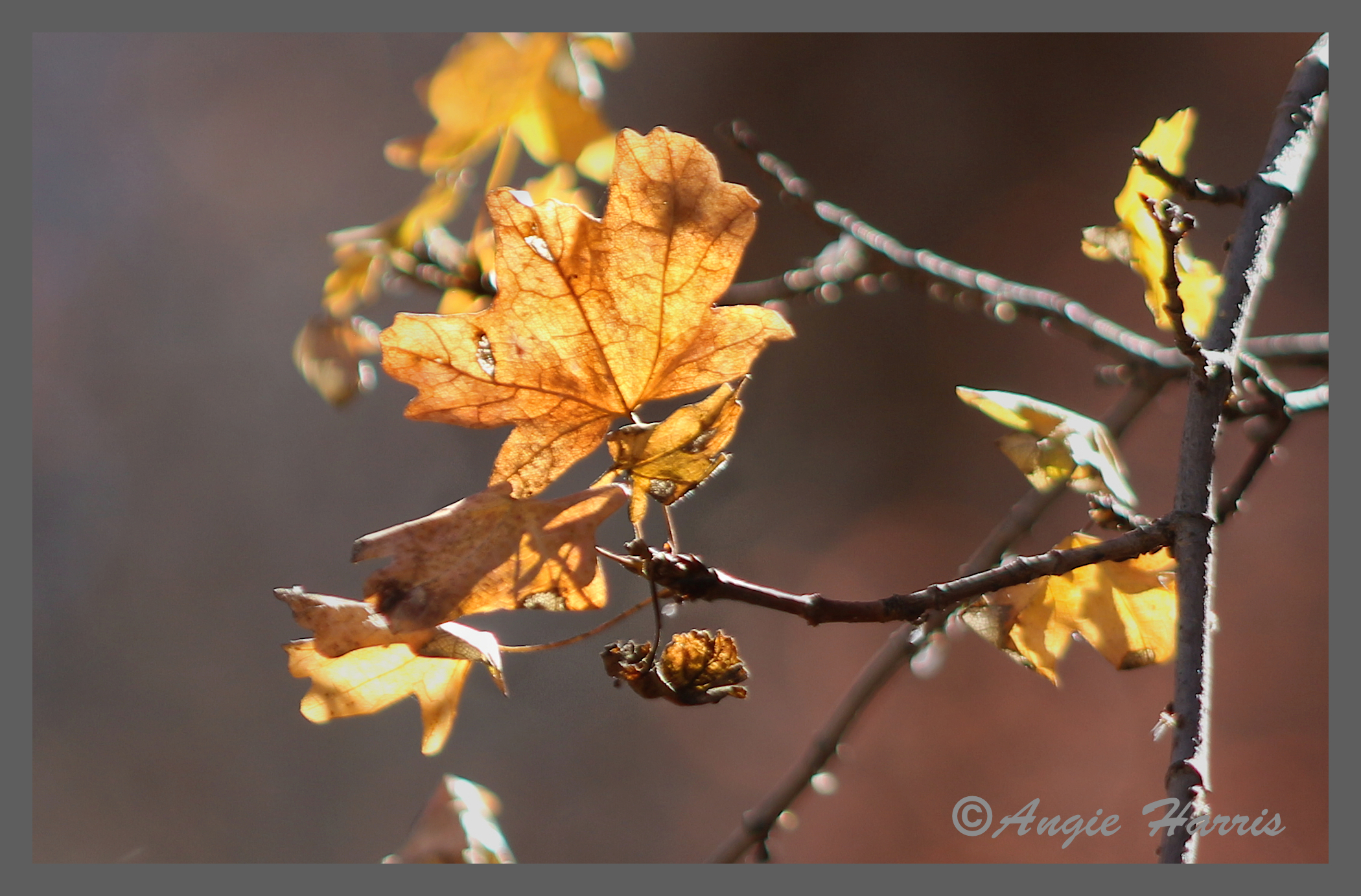 Backlit leaves are always a favorite.
