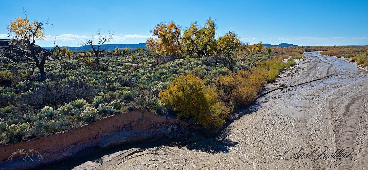 Rio Puerco. The cottonwoods were very vibrant all along the washes, creeks and rivers in the high deserts and Albuquerque.