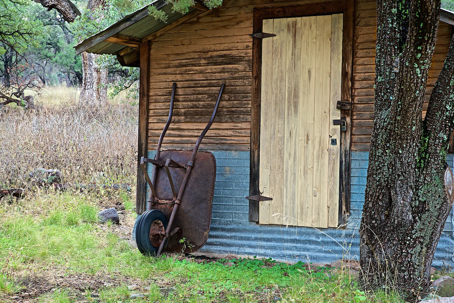 A simple storage shed . . . but look at that tree trunk! That green lichen was everywhere.