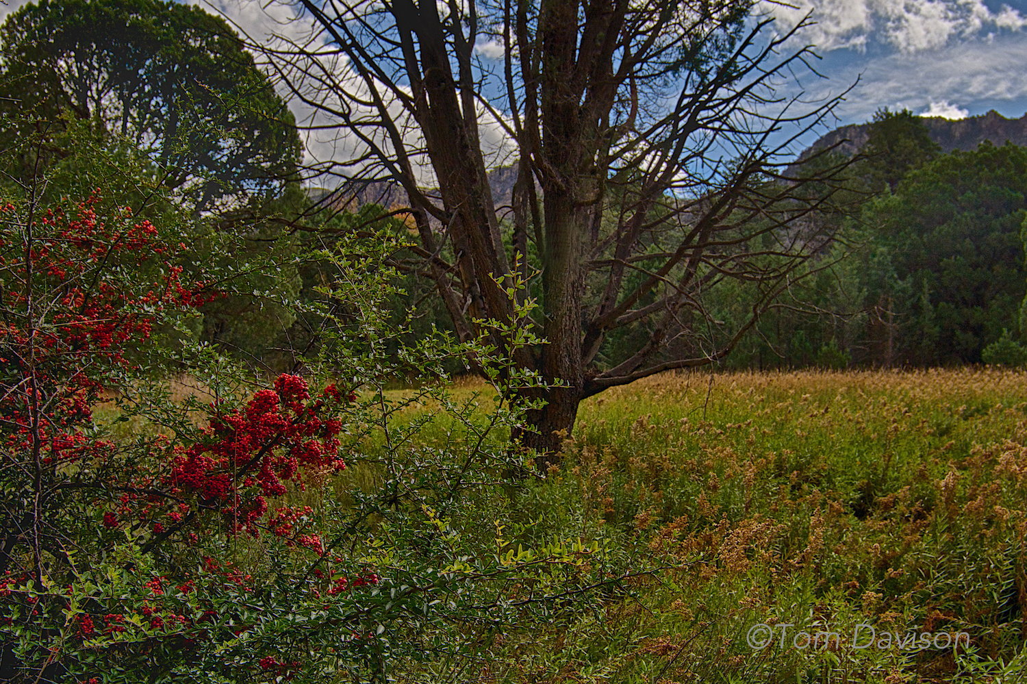 Fall in the Chiricahuas is not as stunning as in other places. It subtlety adds beauty while not detracting from the Wonderland of Rocks.