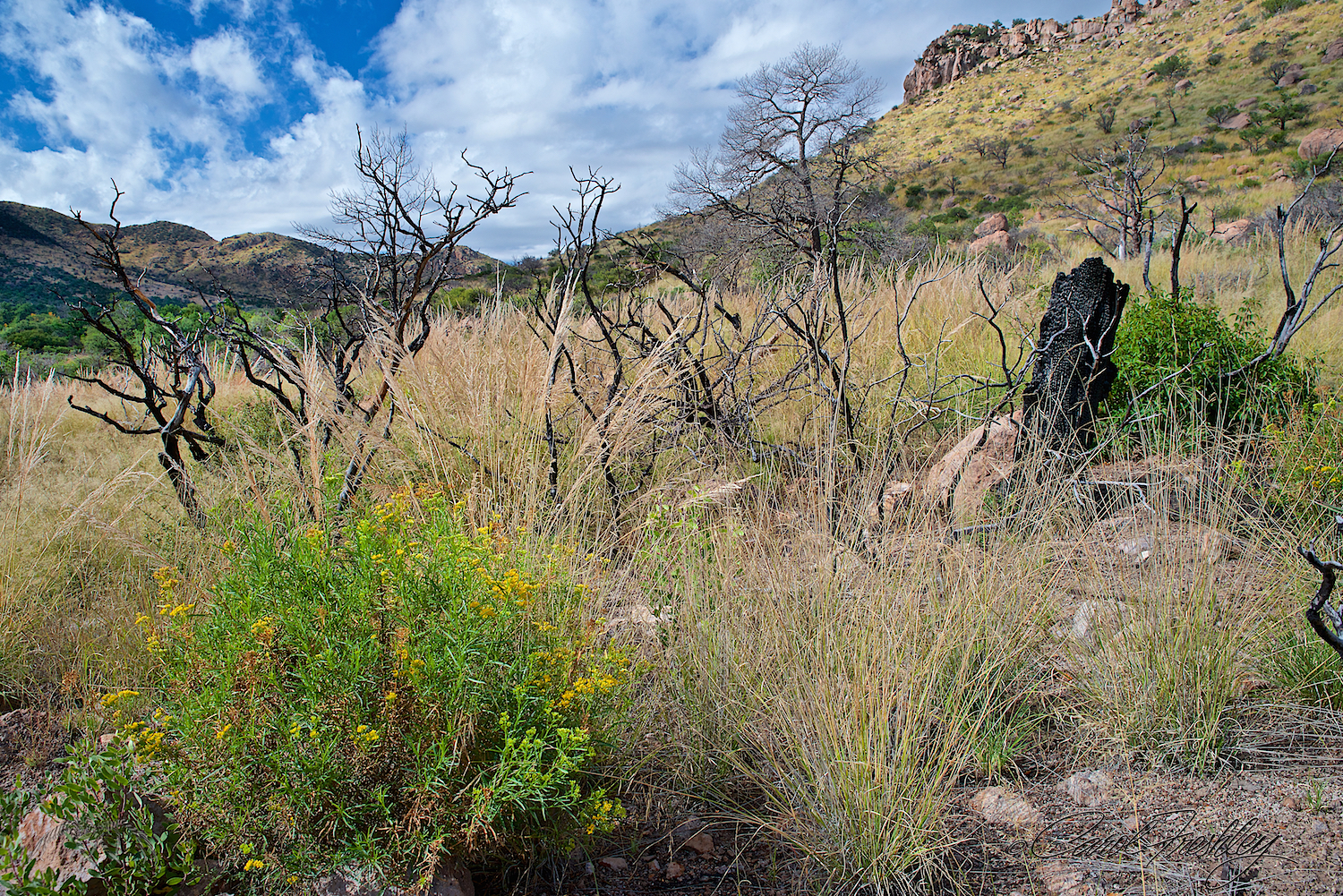 New birth, rebirth and color in an area ravaged by fire just three years ago.
