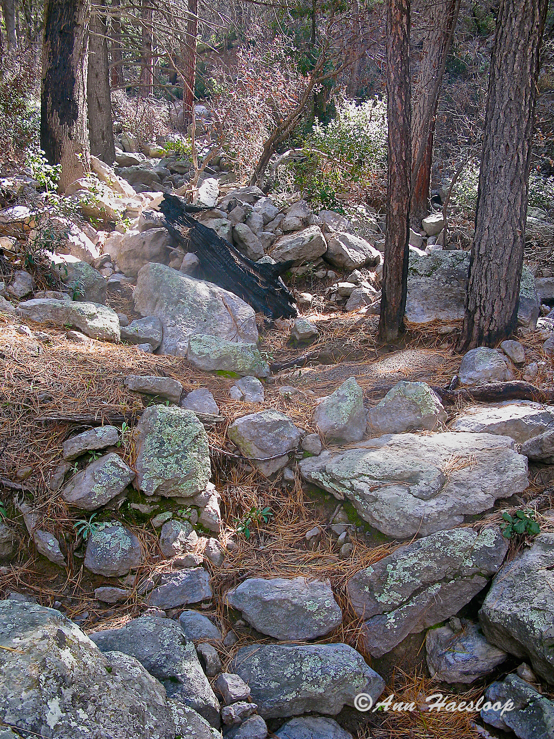 Just a trailside view. 