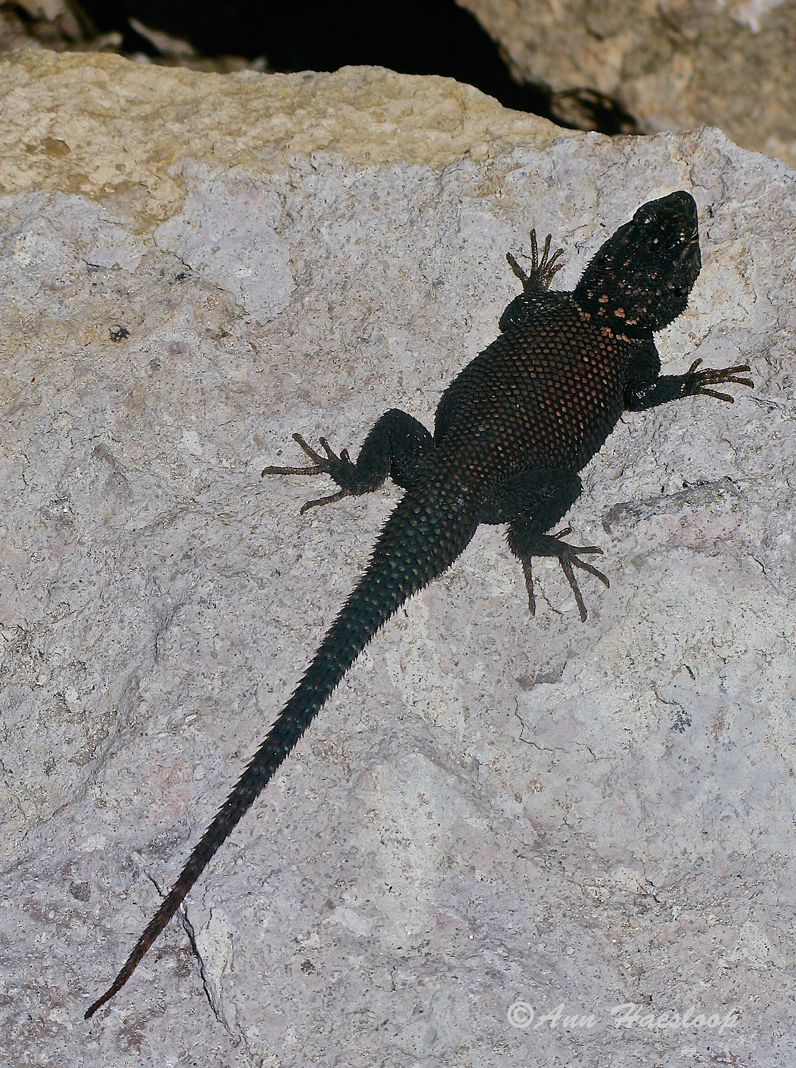 Black Spiney Lizzard (we think).