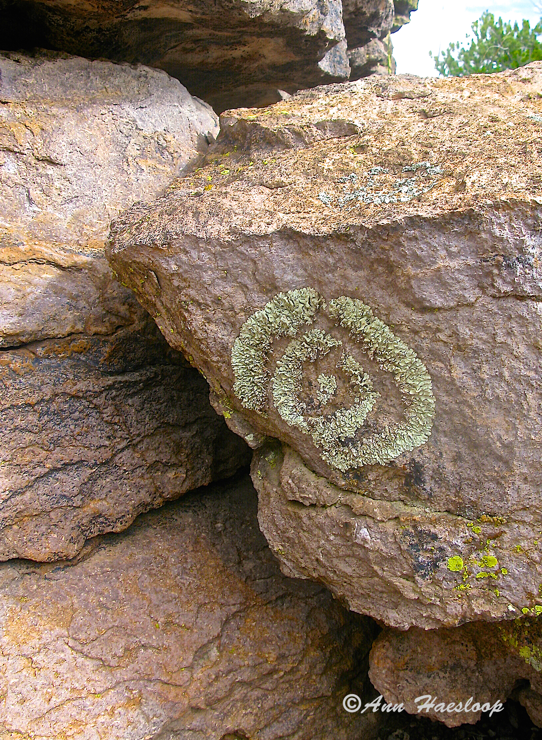Lichen imitating a petroglyph.
