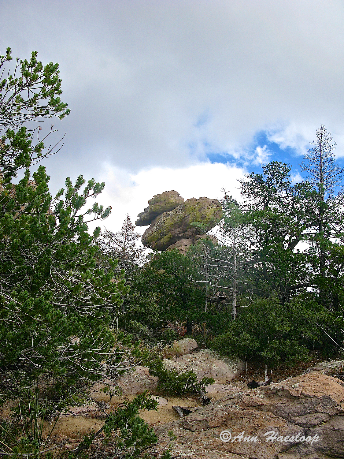 Duck on a Rock from afar.