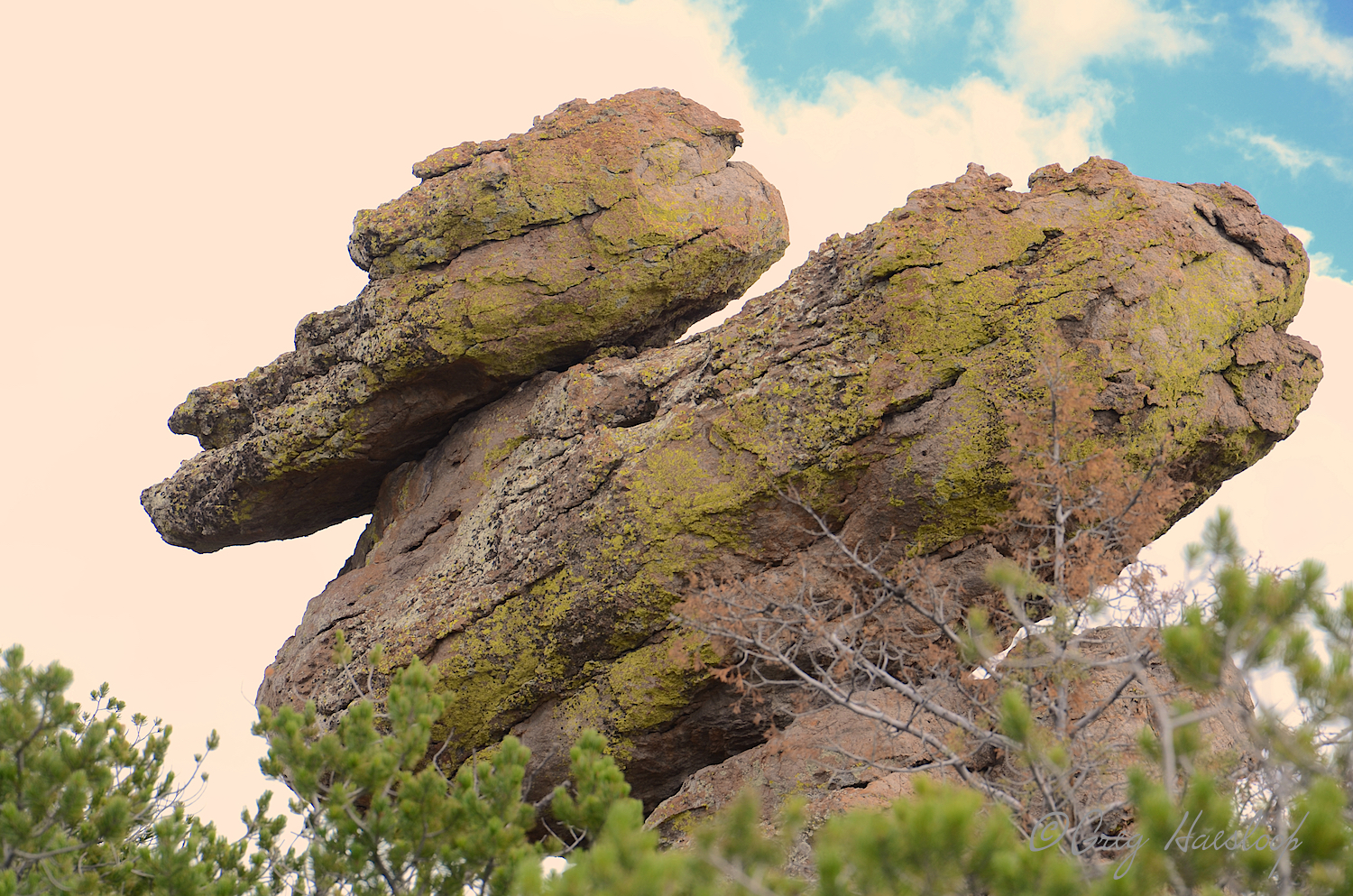 Greg's close up of Duck on a Rock.