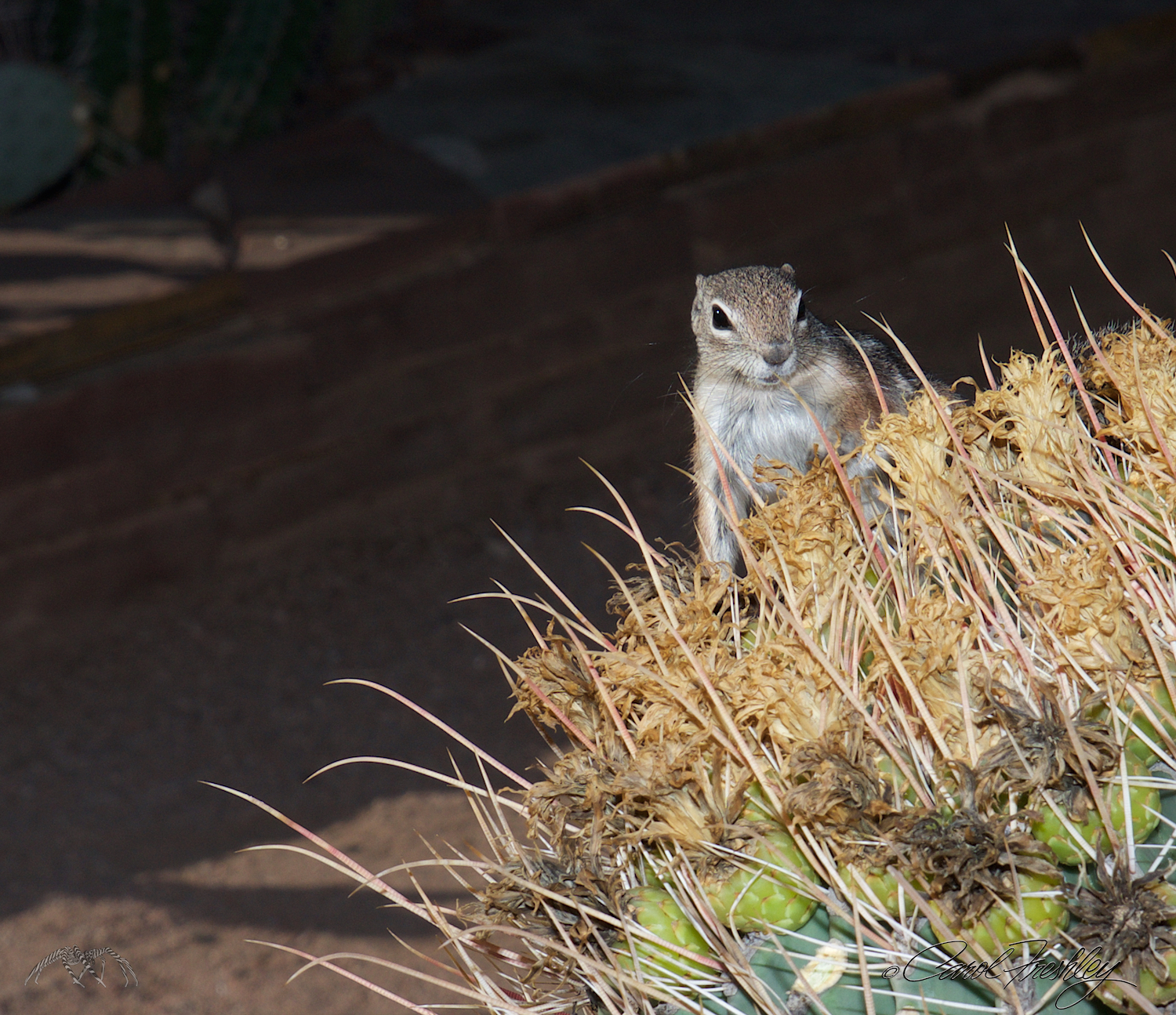 "OK, did you get it? Would you like me to do it again? He scampered right back up the back. Once he realized his food was gone he quickly went down the backside again. I think he believes I took it!