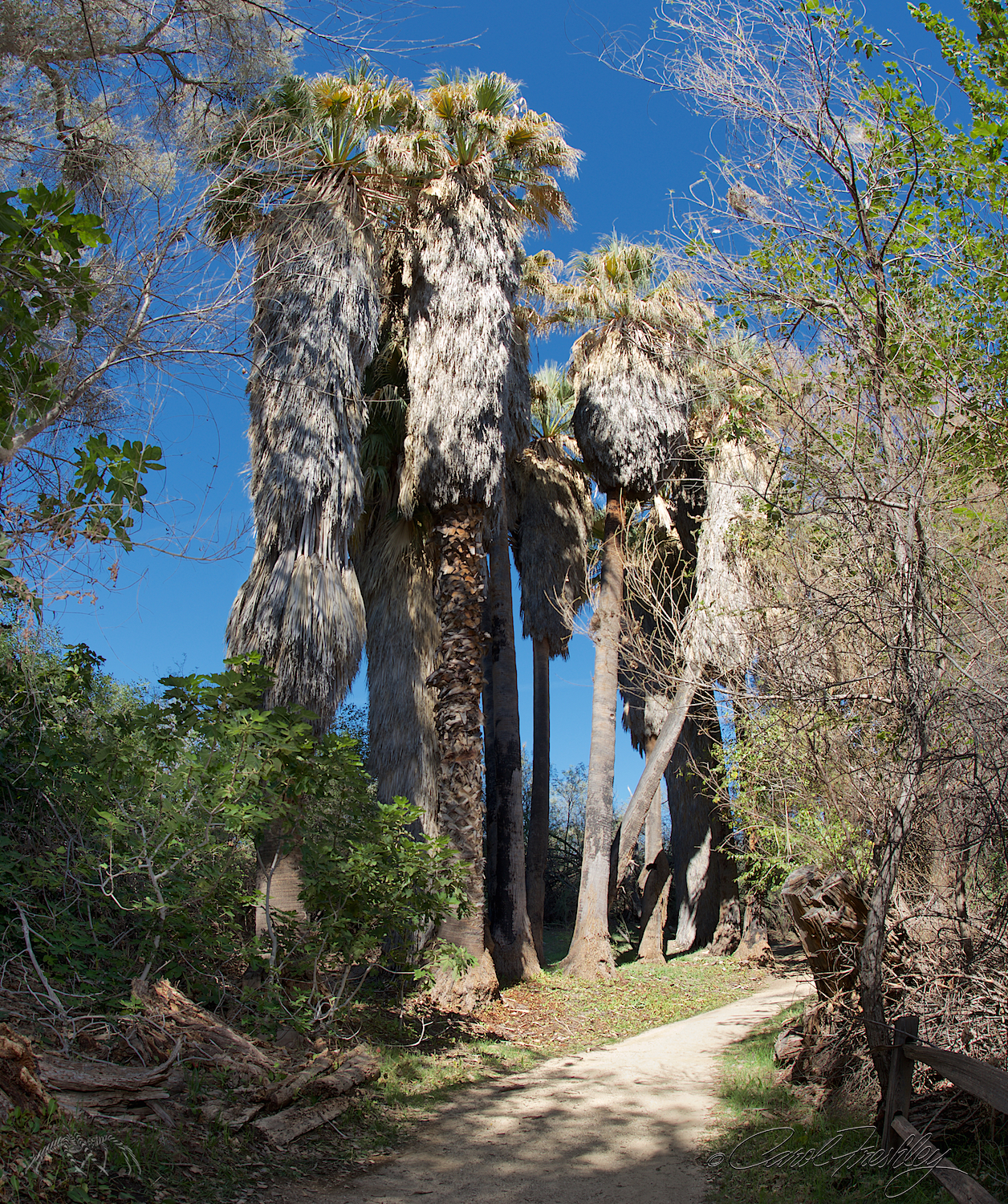 This is the beginning of the Palm Lake Loop Trail. Easy going.