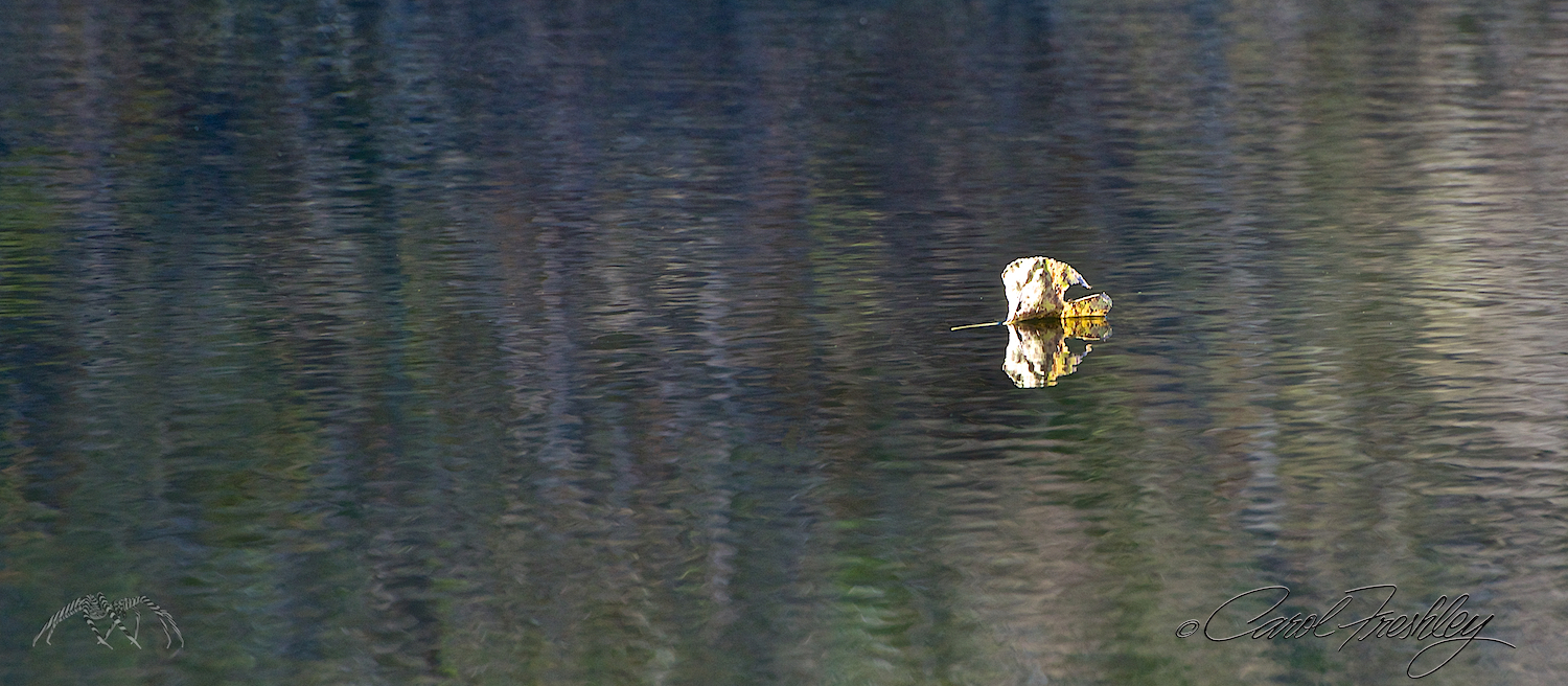 I turned my computer so Tom could see the image. "What do you think?" He looked at it, politely. "What is it?" Aha! "It is a leaf floating vertically and reflecting back on the water", I explained. All he said was, "Oh, can't appreciate it if I don't know what it is." Now YOU know.