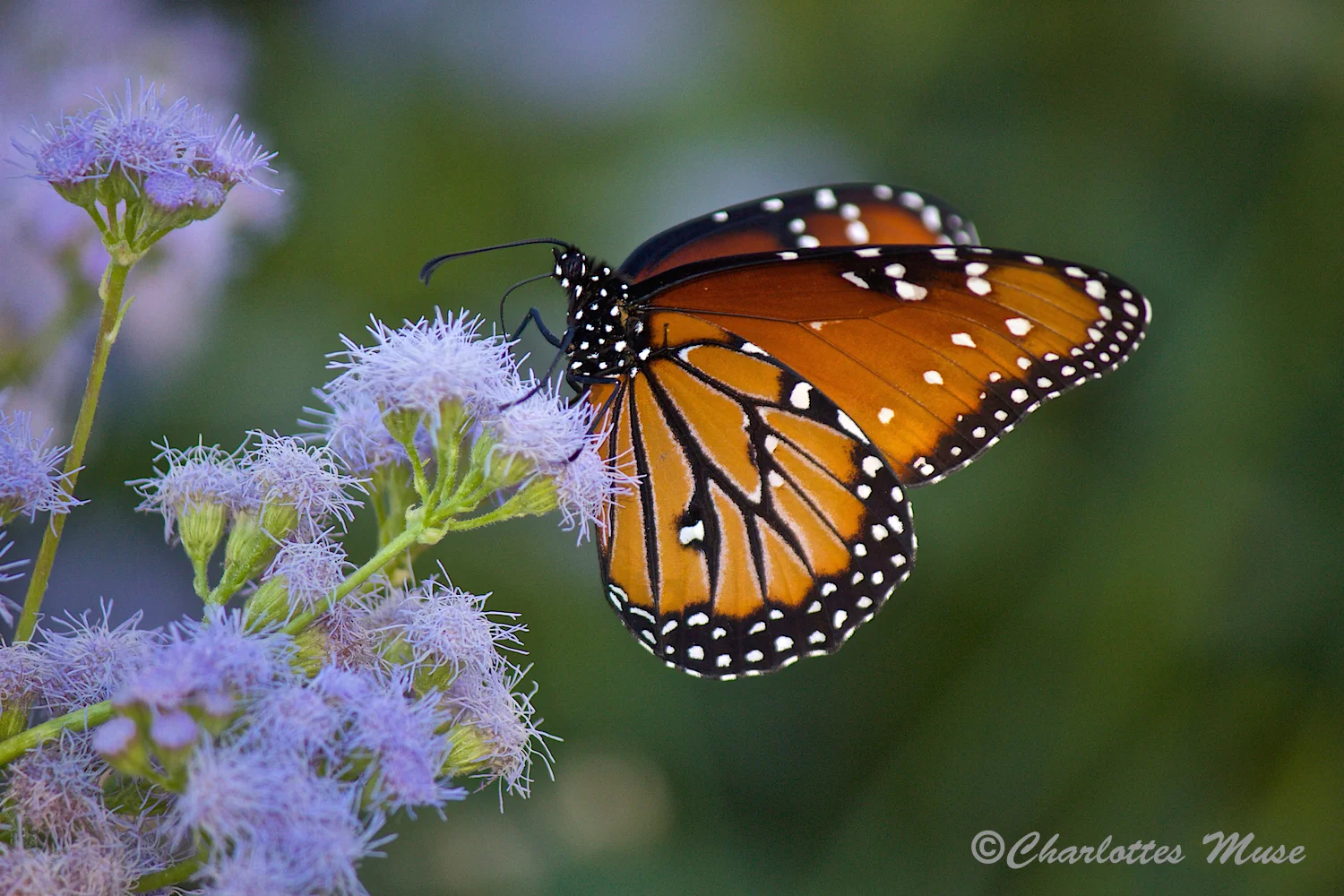 These butterflies are wild and free.