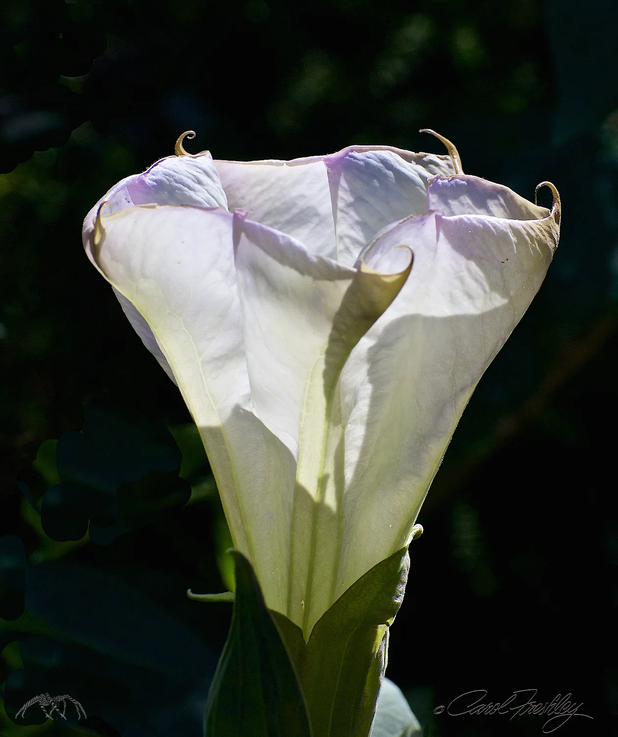 A datura.
