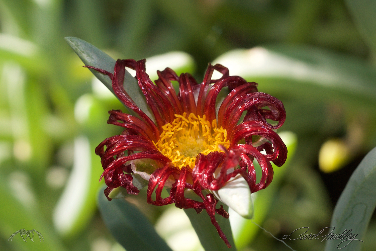 Every time I go to the Arboretum I get trapped by these lovely ice plant flowers. I must have dozens of photos of them and not a one captures what I see there.