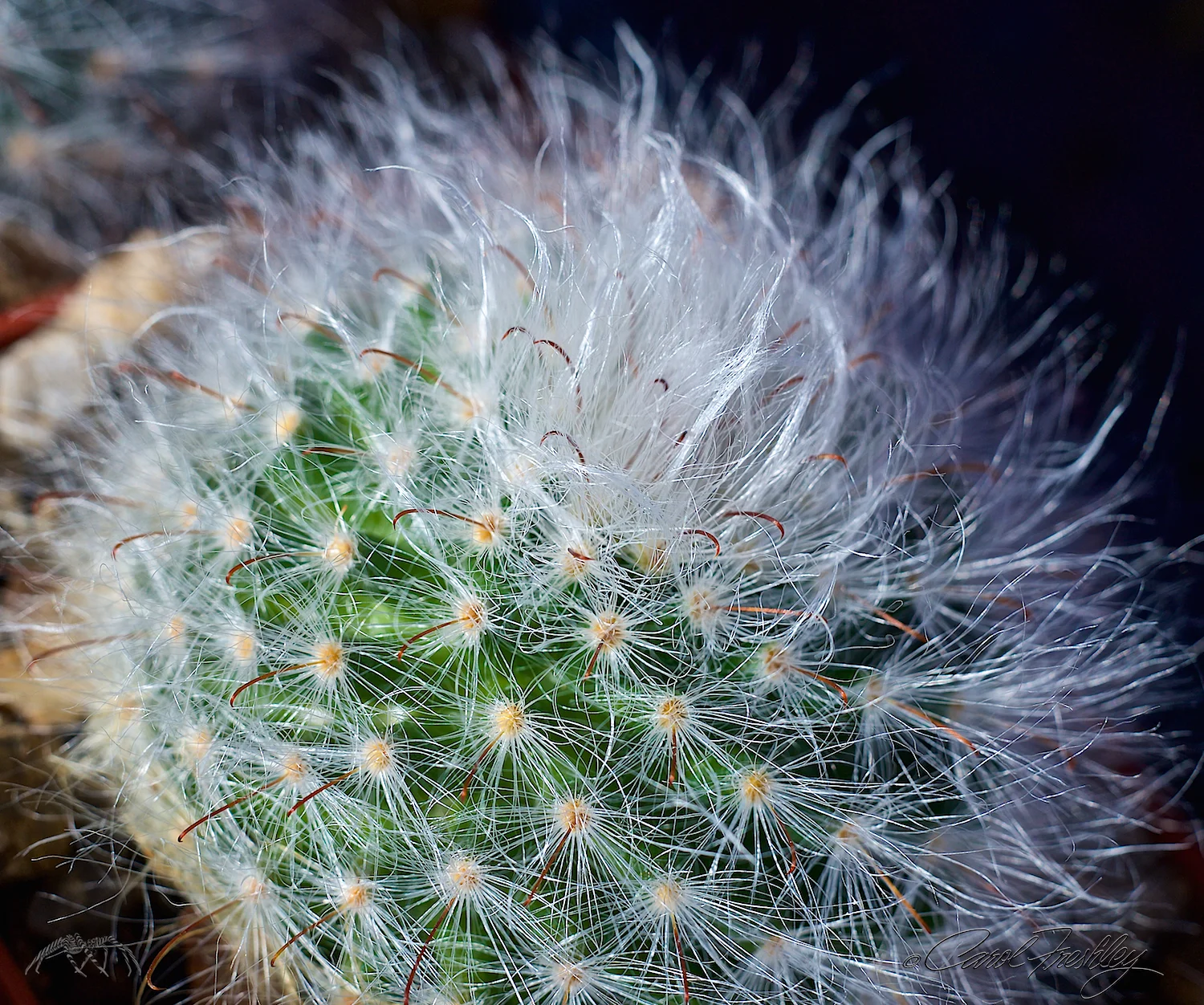 Boyce Thompson Arboretum 93.jpg