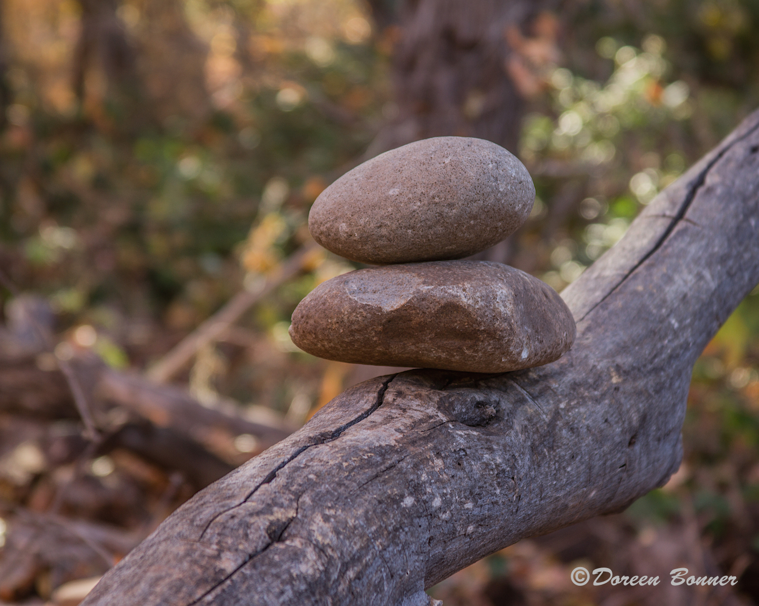 When one runs out of ground real estate the cairn is placed up in trees!