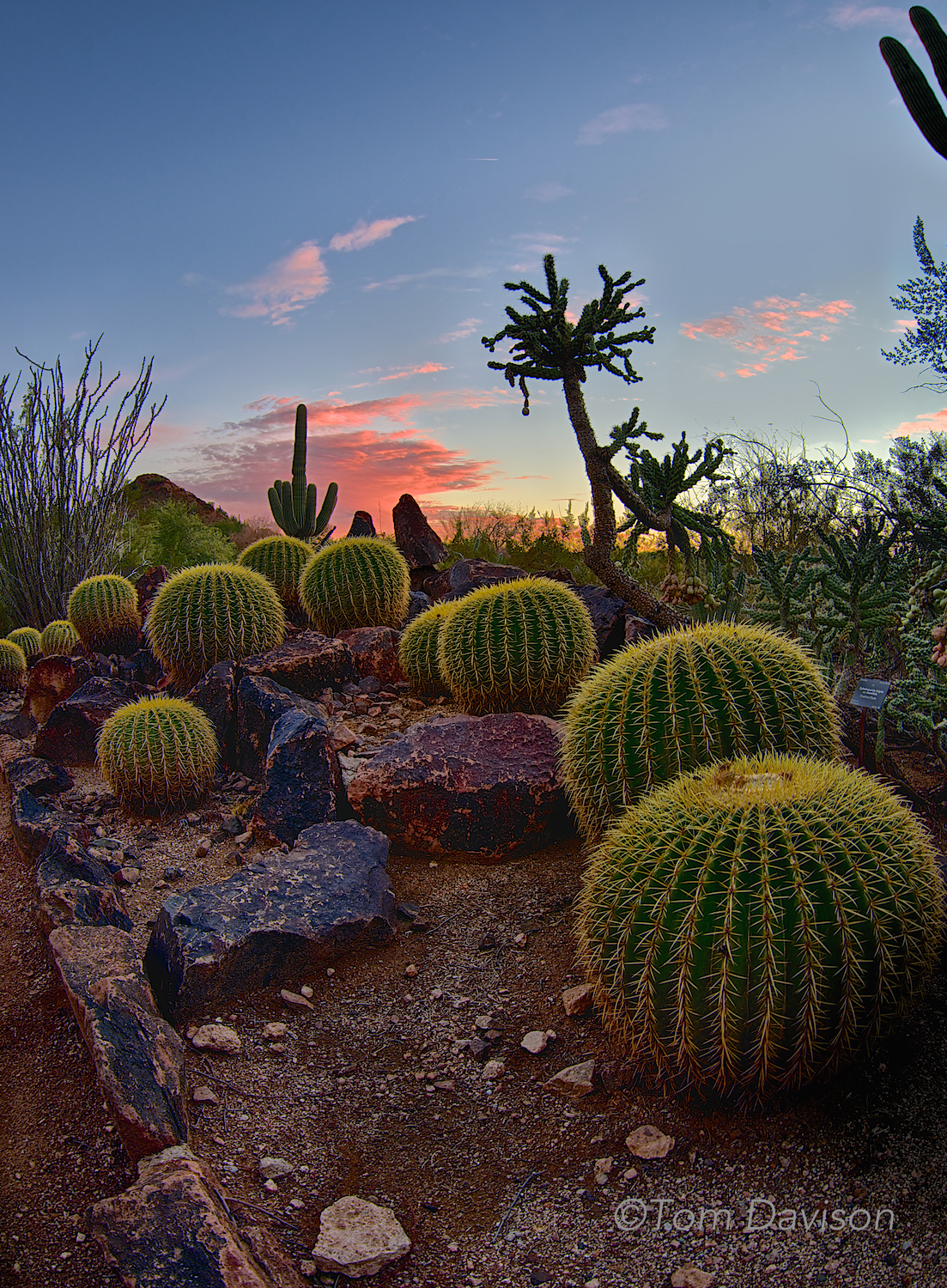 There were several times when I felt as though I was at the bottom of the ocean. I love these prickly corals.