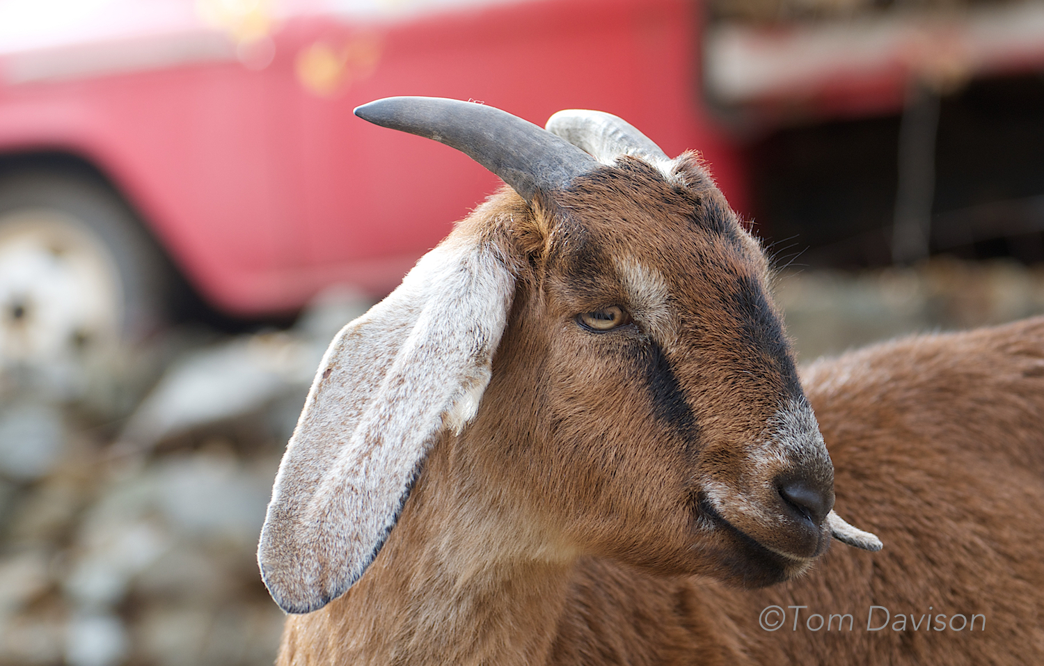 "Did you get food? The bag. A dollar. Go get some. Unlike Don, I don't pose for free!"