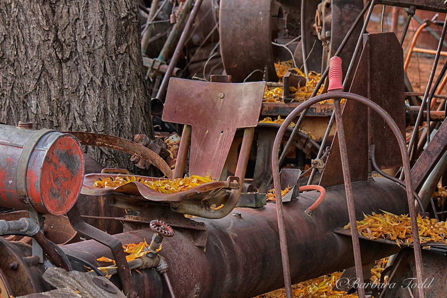 A gold plated seat on a rocket? I do love the leaves! I'll pass on the ride.
