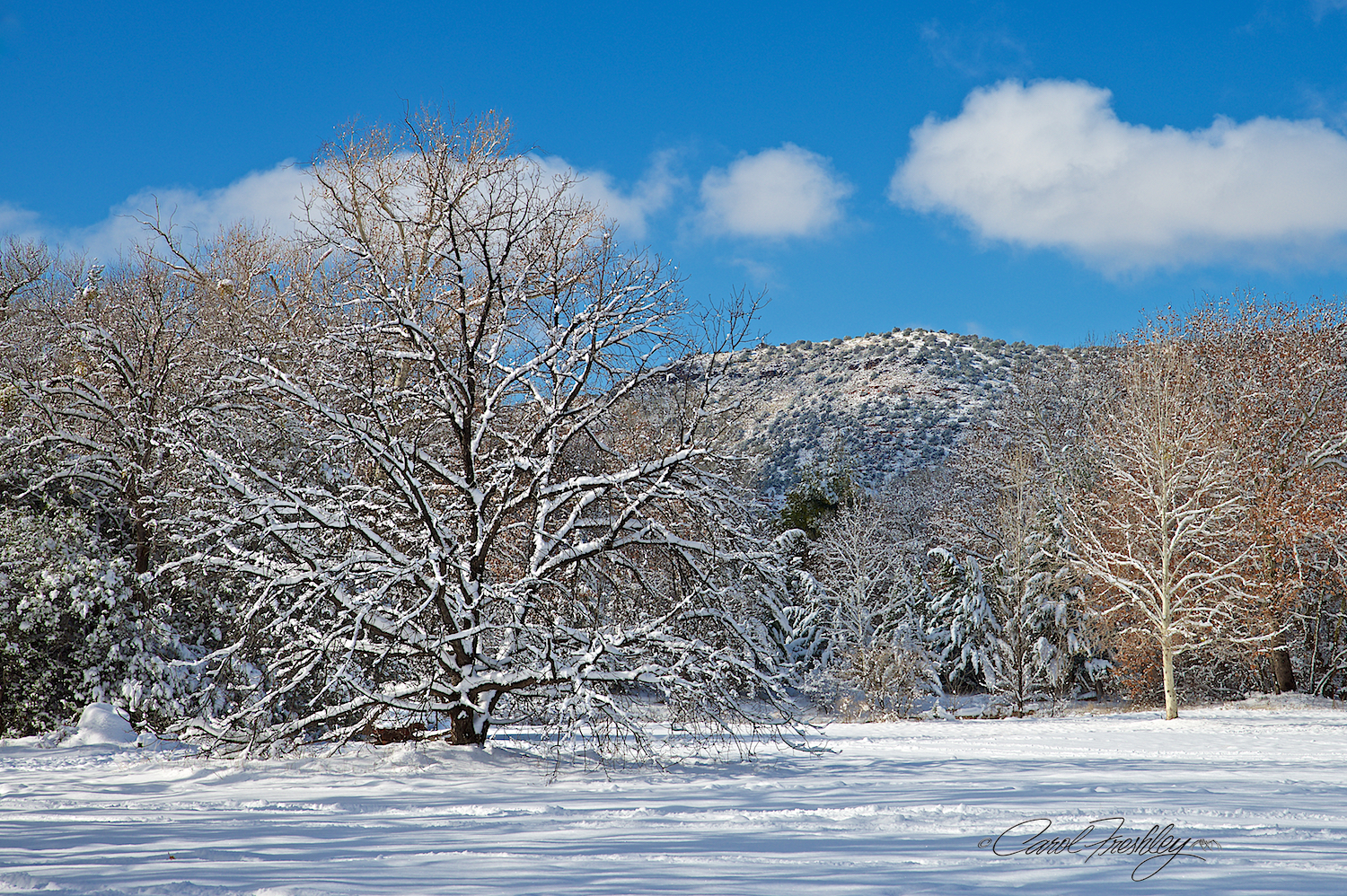 There is a man walking right behind this tree. It became a challenge to get a 'clean' shot!